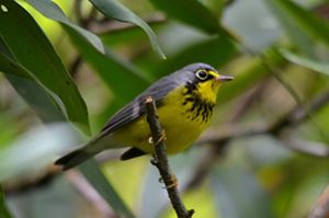 A Canada warbler, a small songbird with gray wings and a yellow underbelly, perches on a small branch.