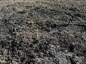 New grass sprouts out of a slightly muddy area.
