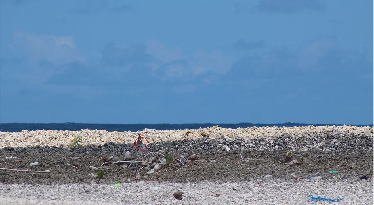 A Grey-backed tern chick (circled in red) on Palmyra Atoll.