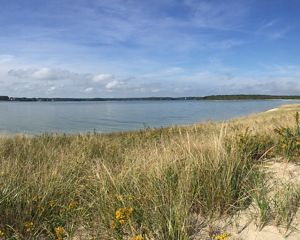 A coastal waterway surrounded by grassy plants and sand, with some land in the background.