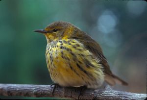 A Cape May warbler sitting on a branch looking to its left.