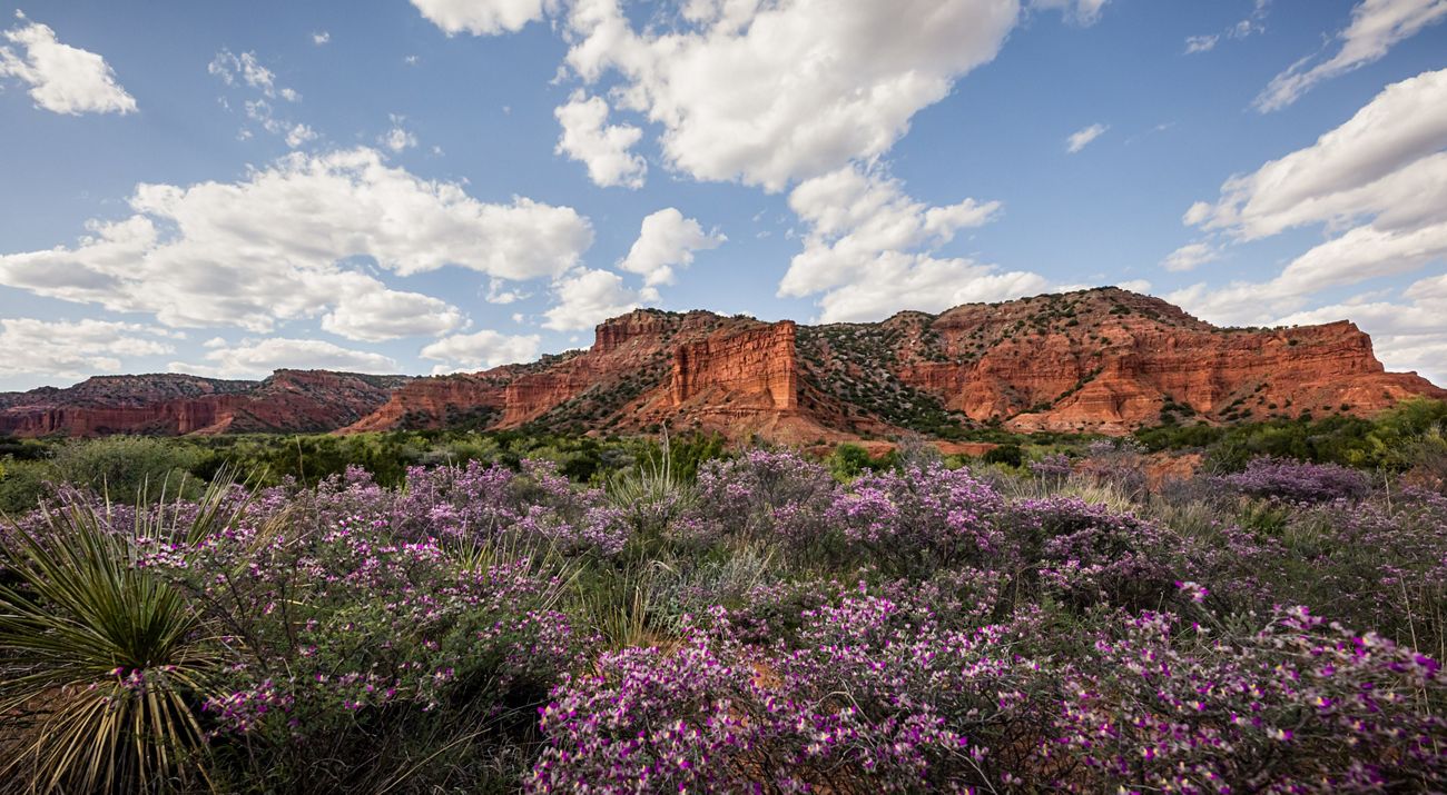 Mountains made of orange rock tower over a field of purple flowers.