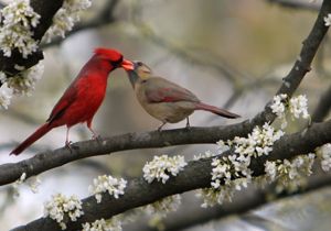 Dos cardenales comparten una baya.