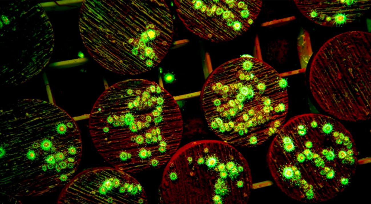 A closeup of bright coral beginning to grow on substrate.