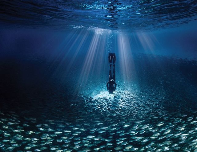 A person wearing flippers diving underwater surrounded by fish.
