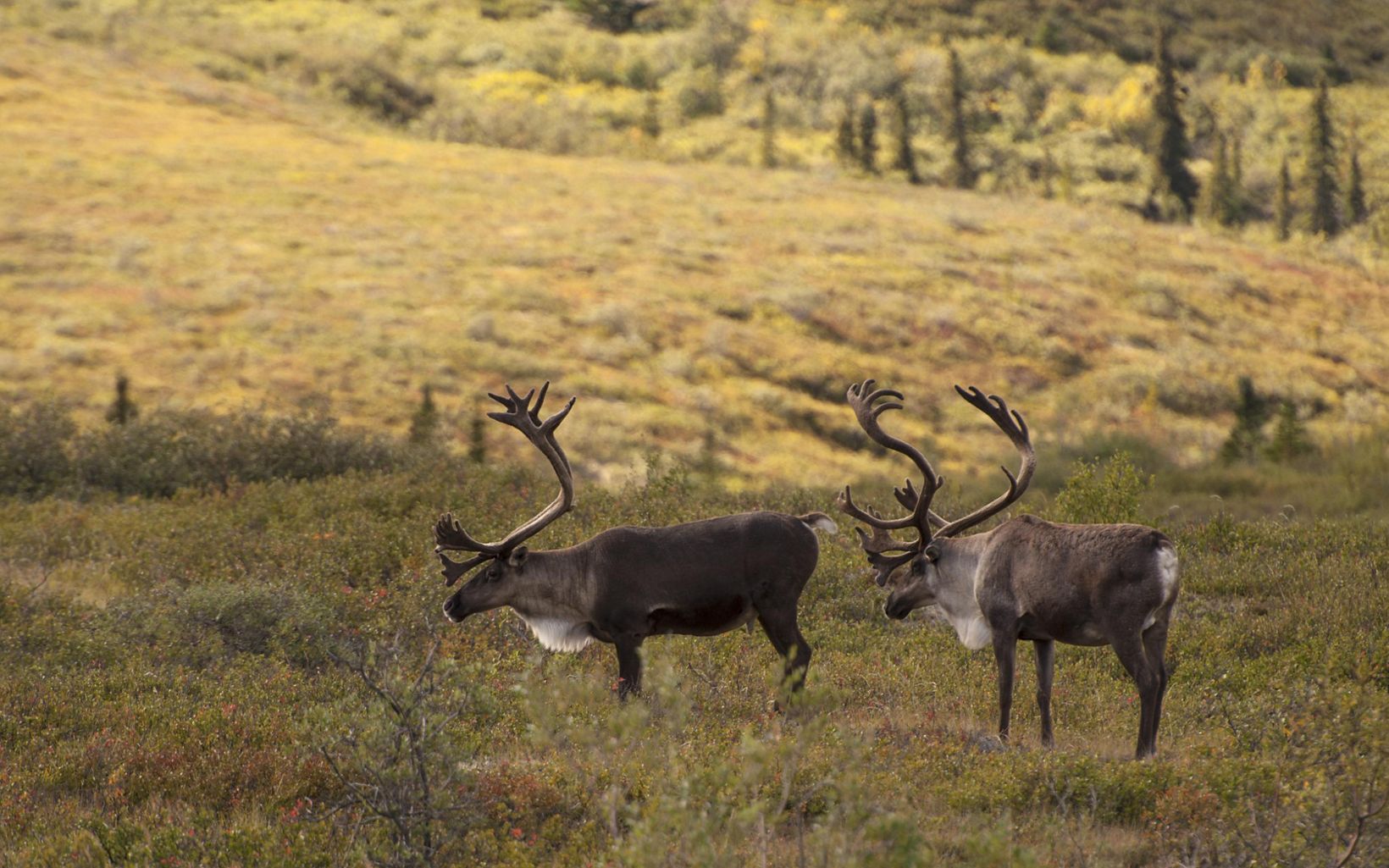 Manitoba is home to the last of the best herds of woodland caribou in Canada, making conservation efforts here vital.