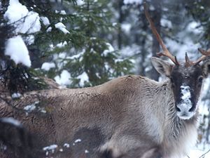 caribou in the snow