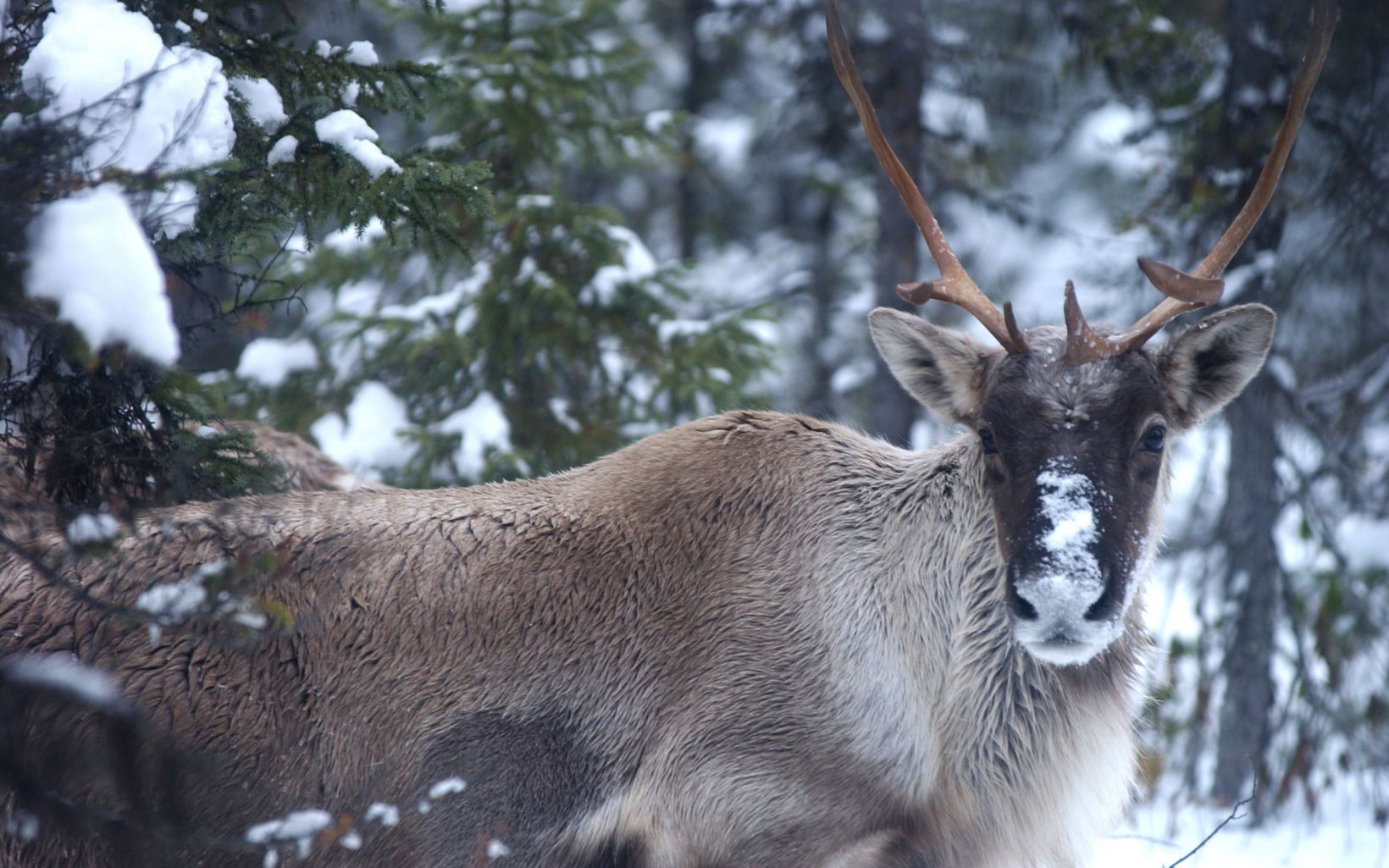 During the winter, woodland caribou sniff out and eat lichen growing underneath snow on the forest floor.