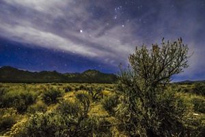 a field of sagebrush backlit by a starry night sky.