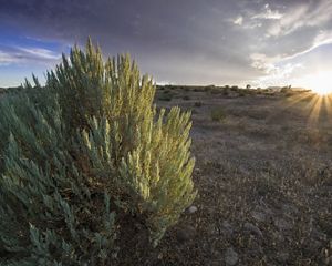 A sagebrush in the foreground of a large desert field in Eastern Nevada.