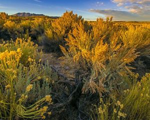 Sagebrush at sunset.