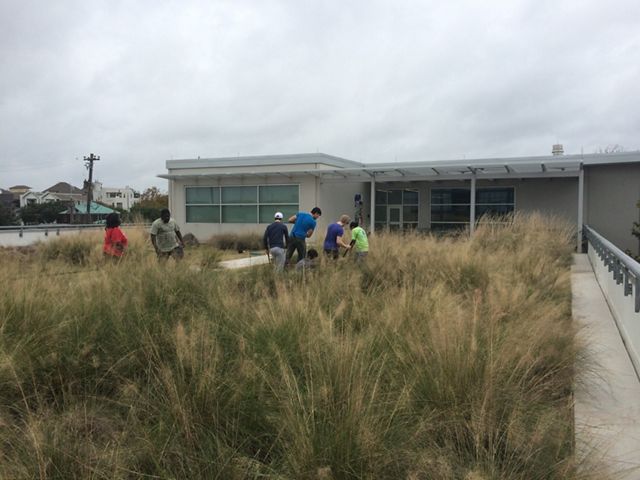  Una gruesa capa de altos pastos de la pradera se elevan en el techo de una escuela secundaria mientras un grupo de estudiantes trabajan con herramientas de jardinería.