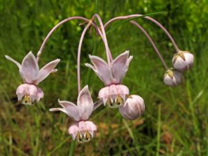 Six light pink buds explode from a thin, green stem.