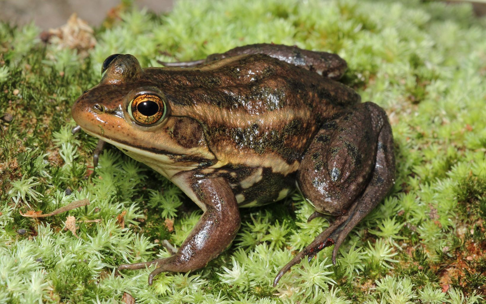A mottled brown frog sitting on moss.