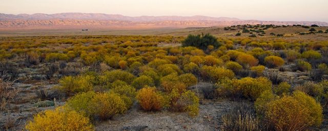 Landscape view of Carrizo Plain National Monument, with a wide, dry plain covered in shrubby plants and hills in the distance.