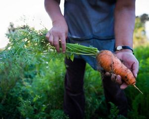 A freshly harvested carrot.