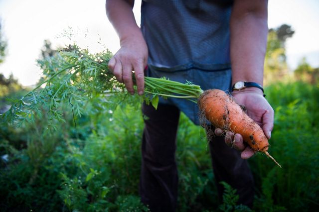 Foto de las manos de un hombre sosteniendo una zanahoria recién recogida del campo.