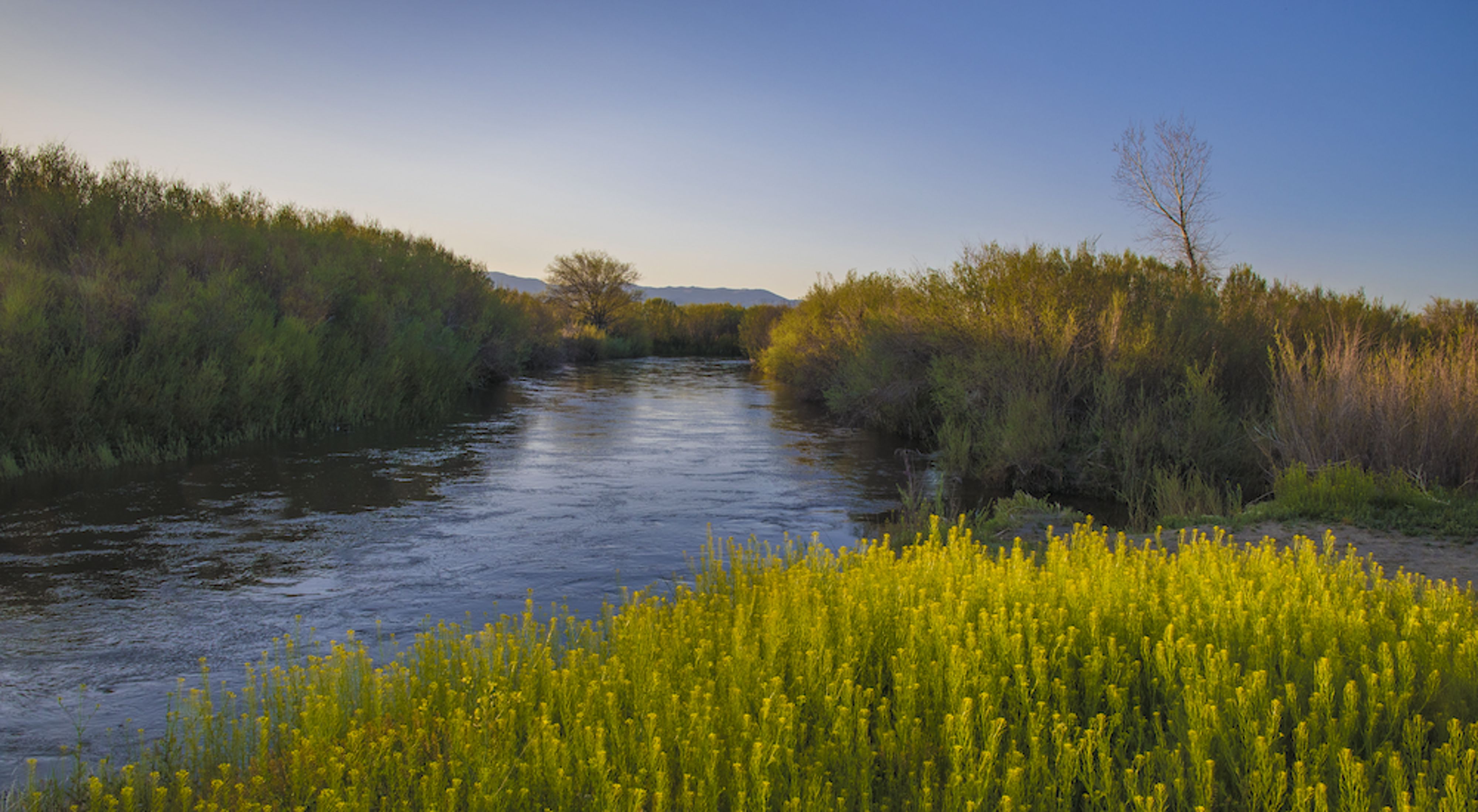 View of yellow flowers in front of a flowing river with mountains in the background. 