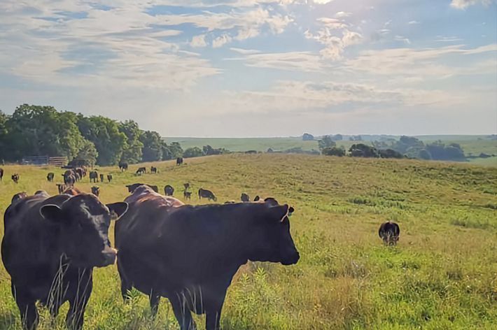 A small herd of cattle in a grassy field.