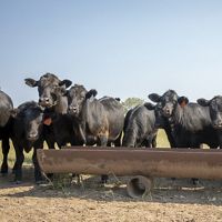 A group of cattle stands around a trough.