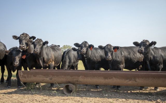 Eight black cows eat from a trough.