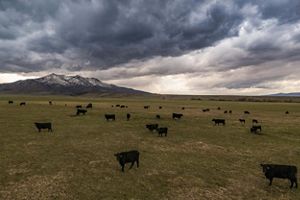 A herd of cattle is spread out across a vast landscape with mountains in the distance under a dramatic cloud-filled sky.