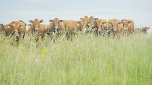 Cattle graze in a field.