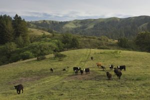 Several cows stand on a grassy hillside.