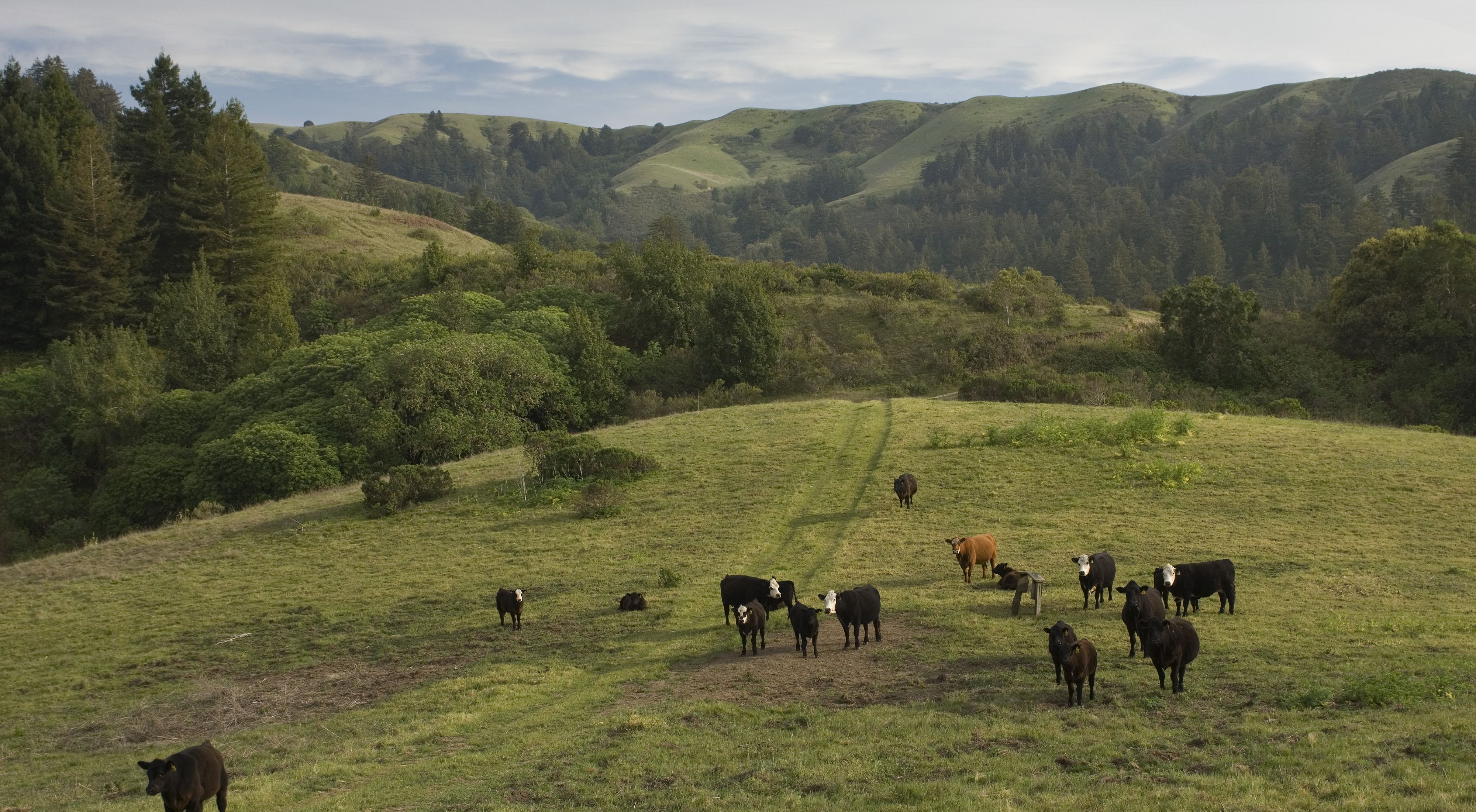 Photo of two dozen cows grazing on a verdant pasture, with California hills in the background.