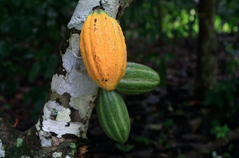 Tres frutas de cacao cuelgan de la rama de un árbol