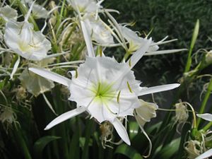 A white flower emerges from a watery landscape.