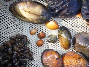 Mullosk shells of different shapes and sizes are displayed on a mat.