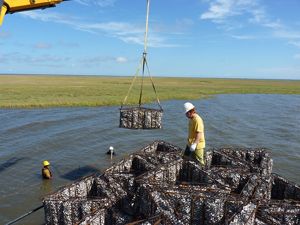 Oyster reef construction in Calcasieu Lake