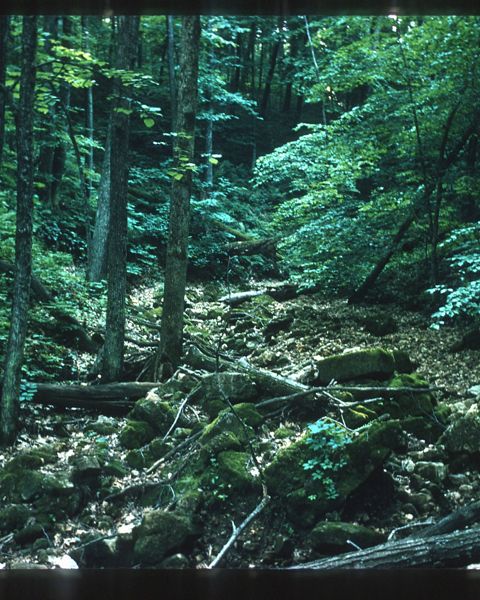 A collection of fallen logs and moss-covered boulders on a forest floor in summertime.