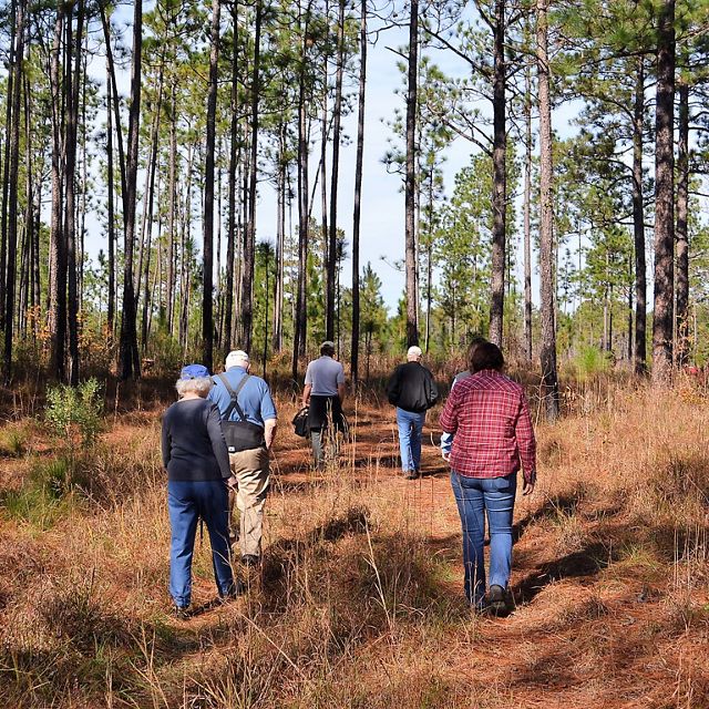 A group of people walk through a forest of tall, thin trees.