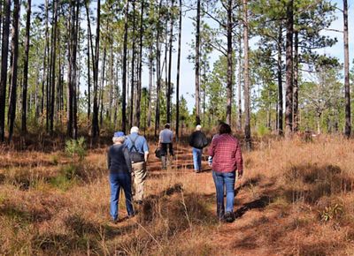 A group of people walk through a forest of tall, thin trees.