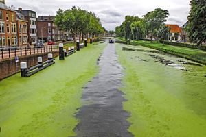 Canal in Europe with algae
