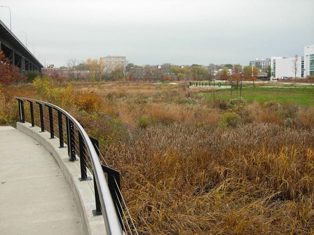 Brown wetland vegetation alongside a concrete pad with fence with highway bridge and city buildings in the distance.