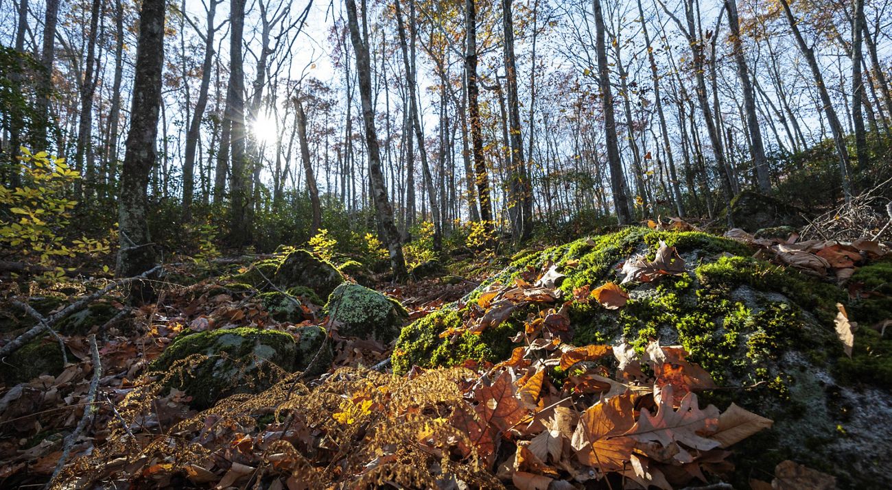 The sun sets behind a low hill with moss-covered boulders in the foreground and mostly bare oak trees lining the near horizon.