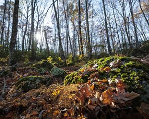 The sun is setting behind a small hill with moss-covered boulders in the foreground and mostly bare oak trees lining the near horizon.