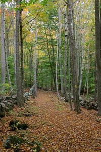 And old farm lane lined with stone walls passes through the forest as the leaves turn colors.