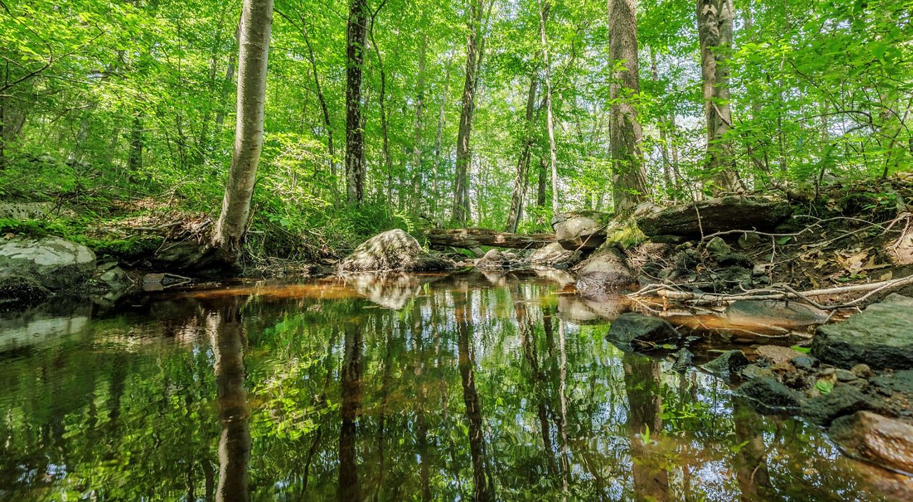A shallow, wide stream flows slowly through forest, with the green forest canopy reflected on the surface.