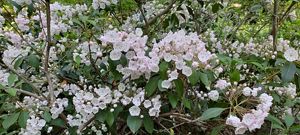 Mountain laurel's flat, evergreen leaves are covered with scores of small white and pink flowers in the shape of a pentagon.