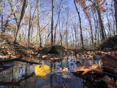 Low shot of a tiny, wooded stream with fallen leaves floating on the surface with mostly bare trees above, under a pale blue sky.