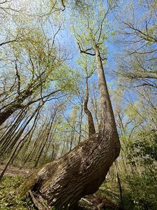 Looking up at the tall, straight trunk of a tulip tree reaching toward a blue sky
