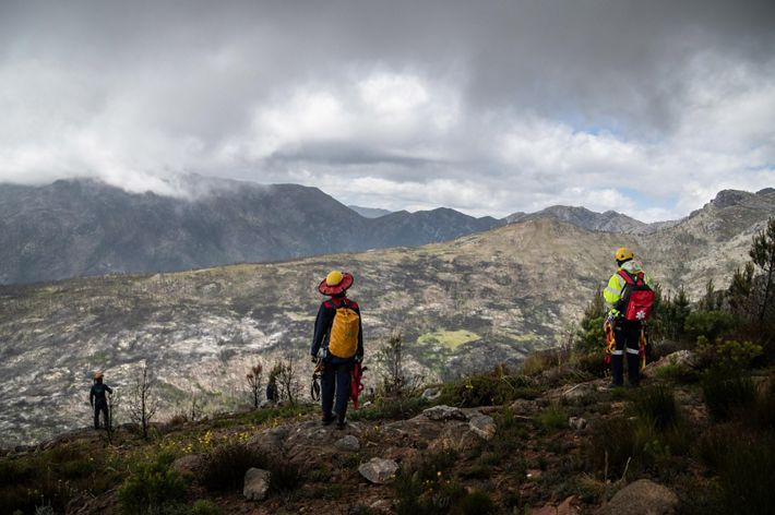 Rope technicians on their way up a mountain to the pine removal site.