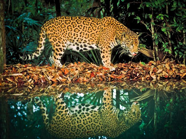 A jaguar gets a drink at a still turquoise pool.