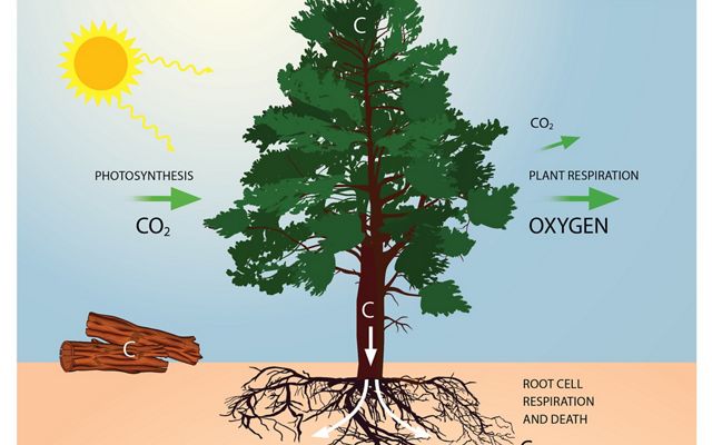 graphic demonstrating that trees capture carbon during photosynthesis and remove carbon dioxide from the atmosphere.