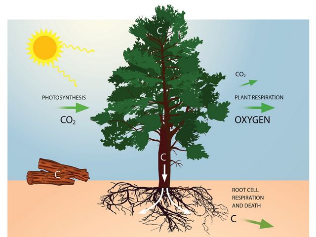 graphic demonstrating that trees capture carbon during photosynthesis and remove carbon dioxide from the atmosphere.