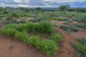 Field of grasses in Kenya.